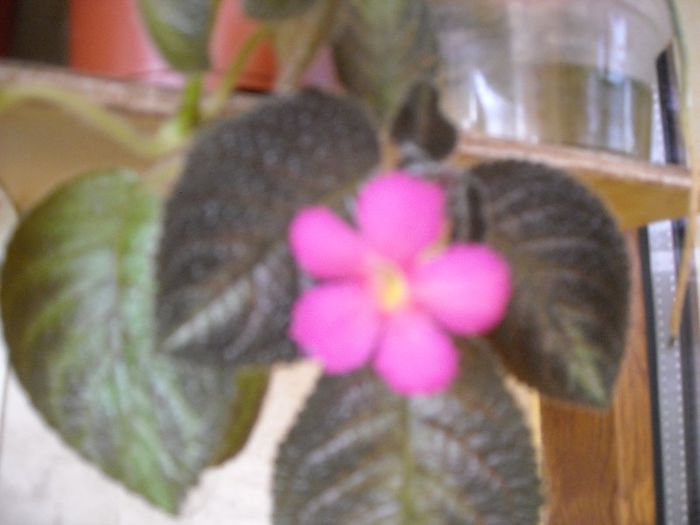 Cupreata Metalica