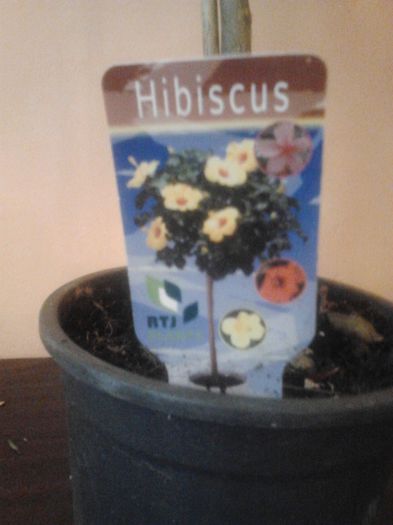 2013-08-07 11.01.56 - hibiscus