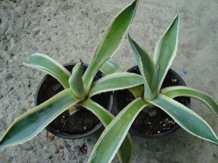 agave valyvas76 - multumiri