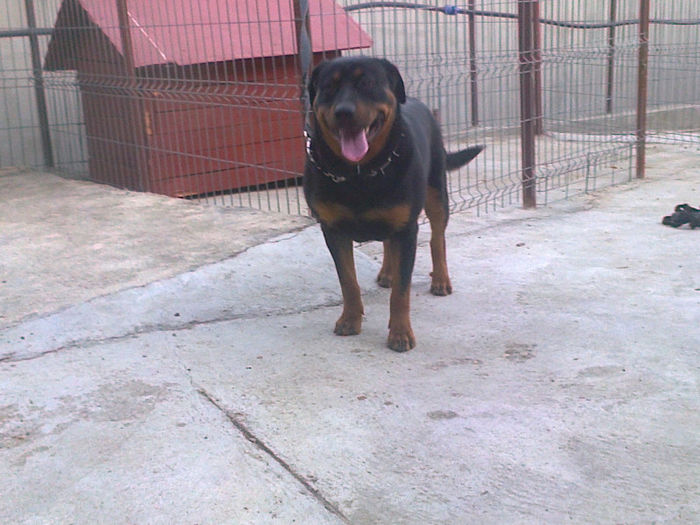HERRA; aproape 9 luni
