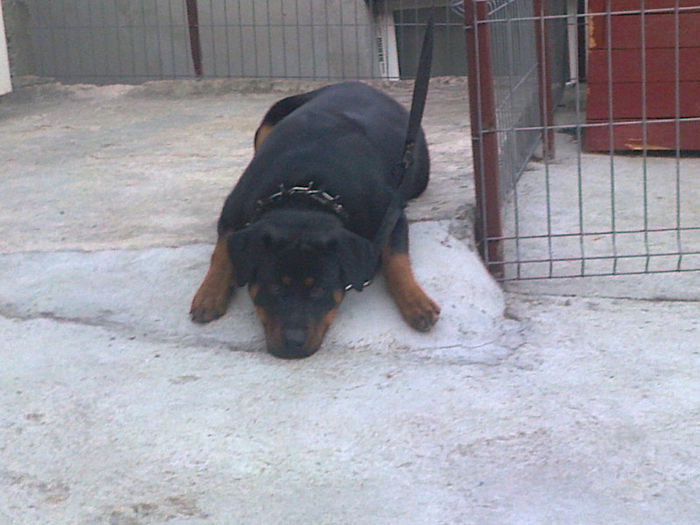 HERRA; aproape 9 luni
