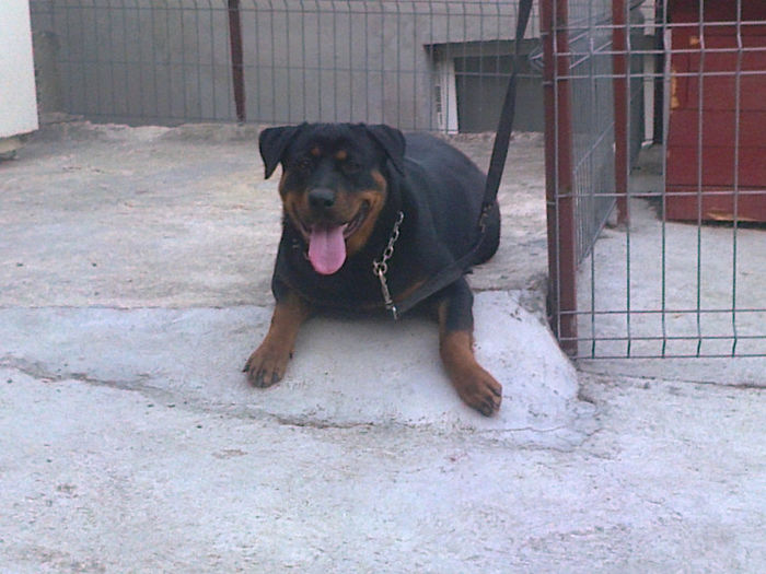HERRA; aproape 9 luni

