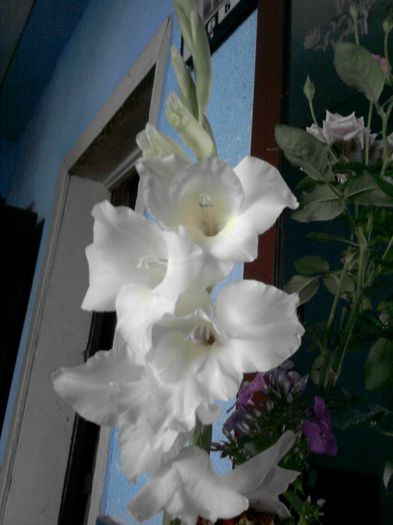 gladiola - flori de curte