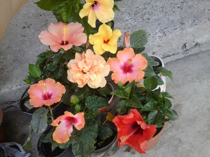 Fotografie5412 - hibiscusi 2013-2