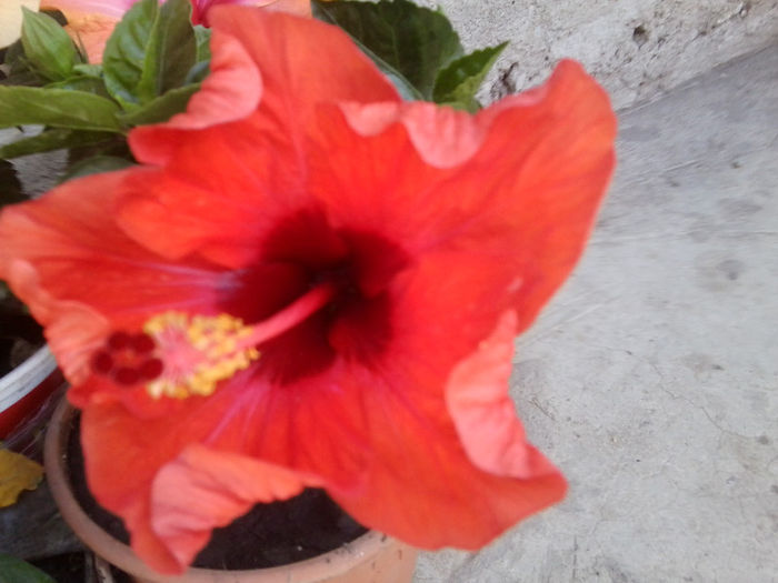Fotografie5431 - hibiscusi 2013-2