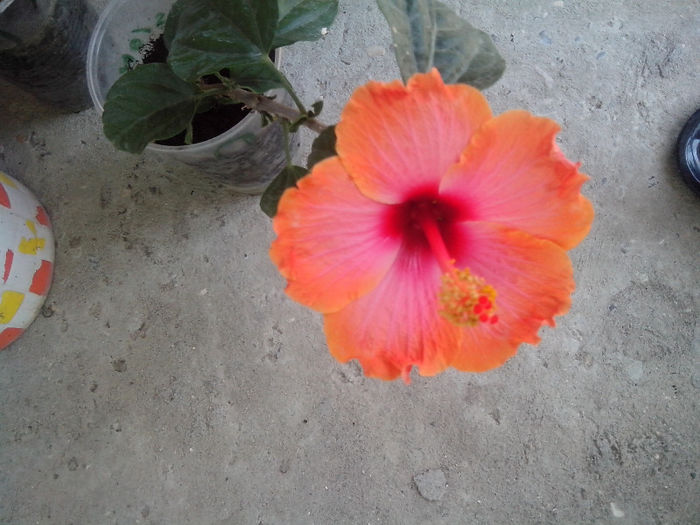 IMG_20130805_124754 - hibiscusi 2013-2