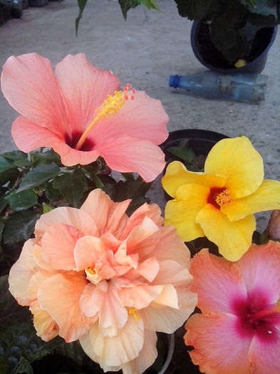 IMG_20130807_122545 - hibiscusi 2013-2