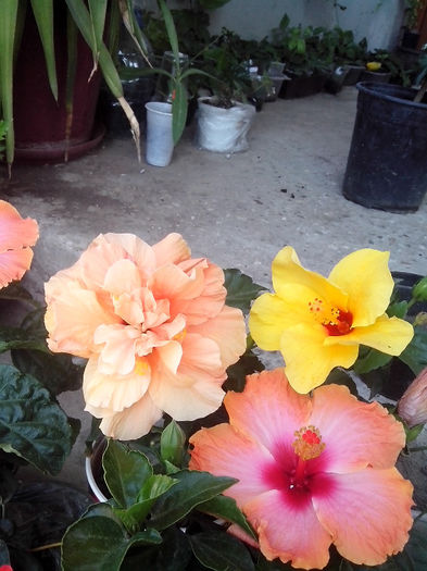 IMG_20130807_122748 - hibiscusi 2013-2