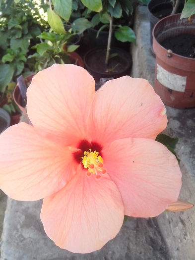 IMG_20130807_122805 - hibiscusi 2013-2