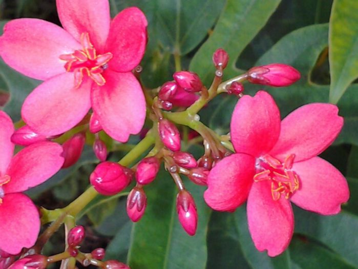 jatropha integerrima
