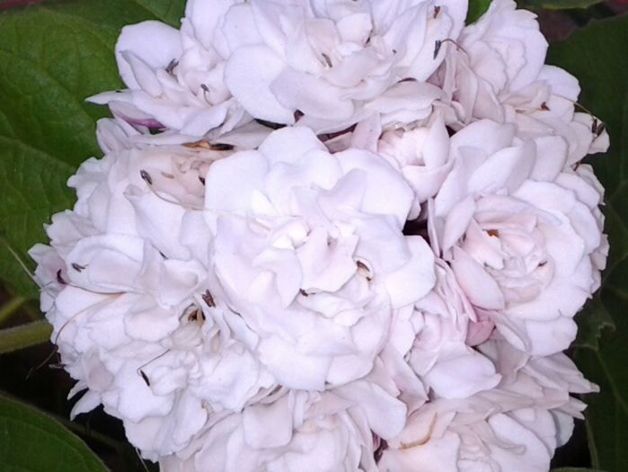 floare clerodendron