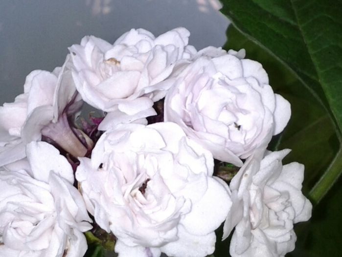 floare clero
