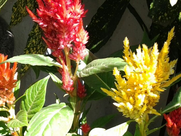 astilbe