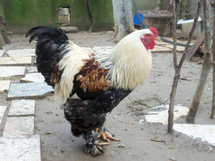 brahma somon - Turcia.