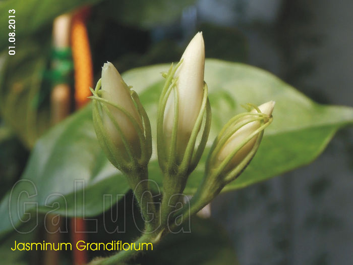 Jasminum Grandiflorum; Boboci 2013 dupa tundere drastica in primavara.
