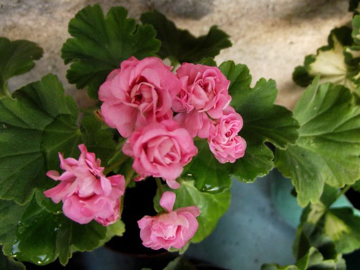 australian pink rosebud 05