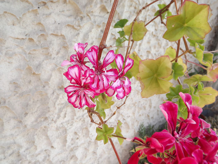 DSCF0991 - Diverse flori