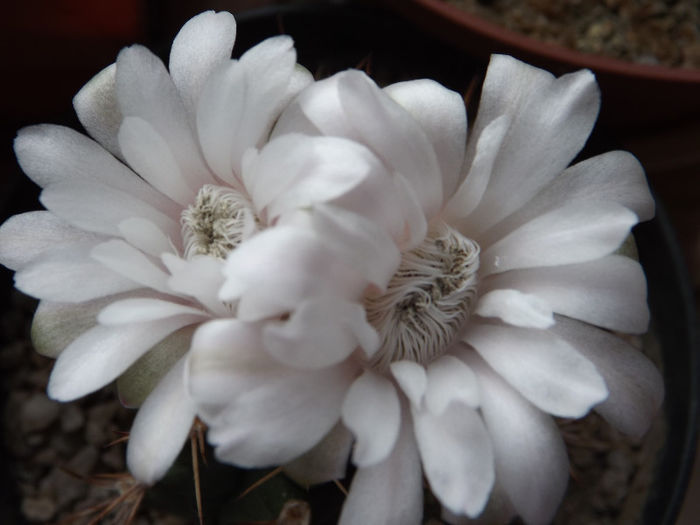 DSCF1083