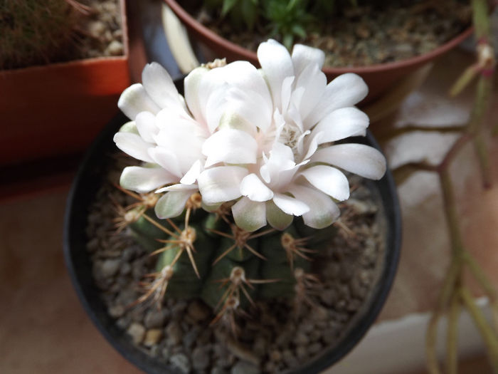 DSCF1058