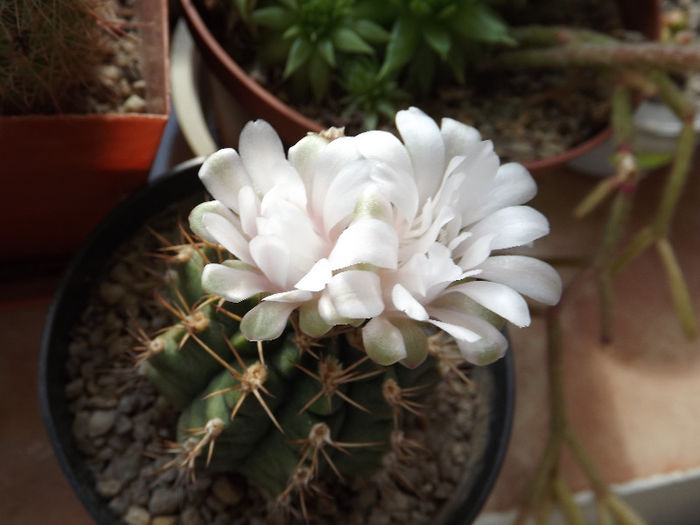 DSCF1059
