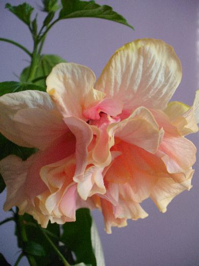 Classic Apricot