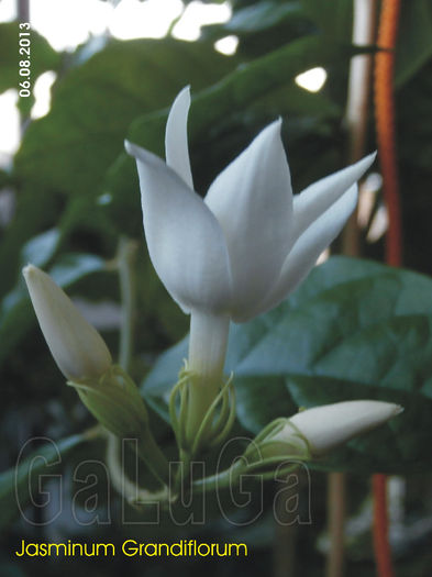 Jasminum Grandiflorum; Incepe deschiderea.
