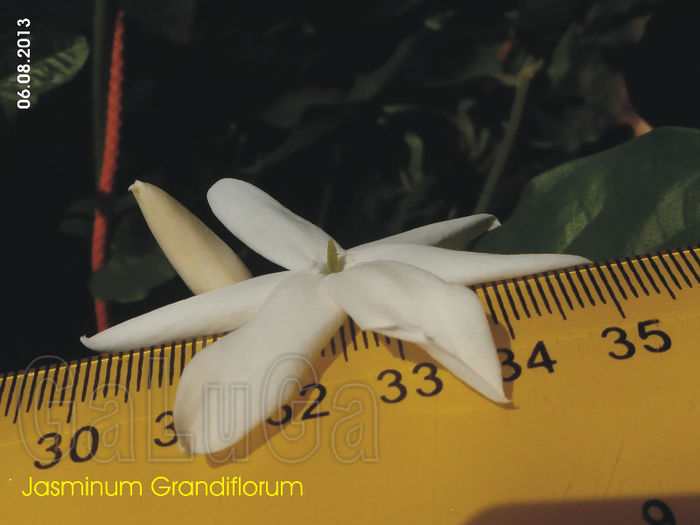 Jasminum Grandiflorum; Nou record...
