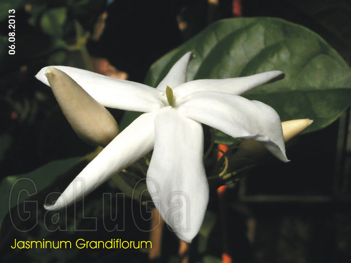 Jasminum Grandiflorum; Floare 3013.

