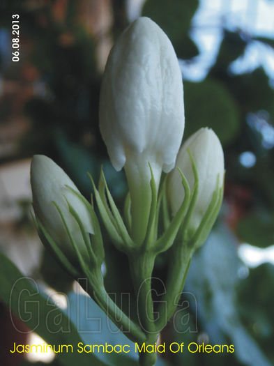 Jasminum Sambac Maid Of Orleans; Evolutie boboci
