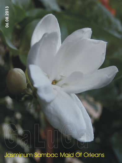 Jasminum Sambac Maid Of Orleans; Incepe deschiderea.
