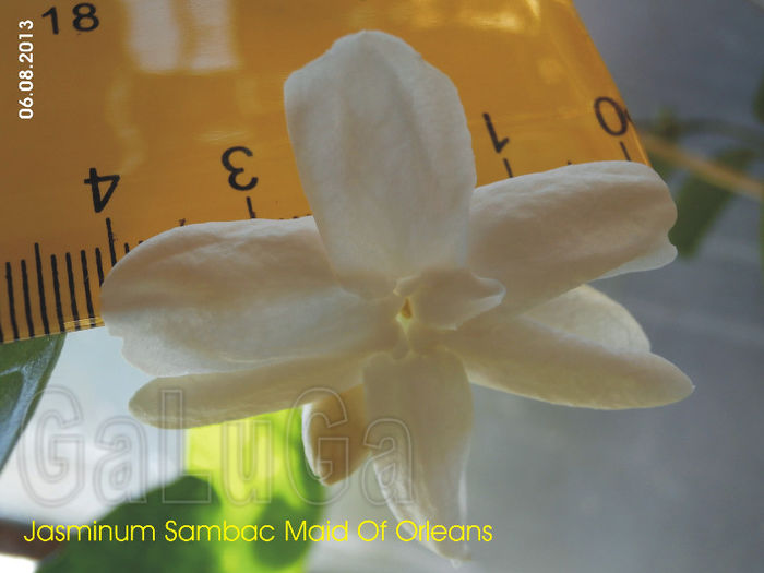 Jasminum Sambac Maid Of Orleans - Sambac Maid Of Orleans