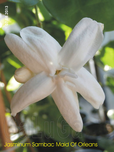 Jasminum Sambac Maid Of Orleans; Cred ca este una din ultimele flori din 2013.
