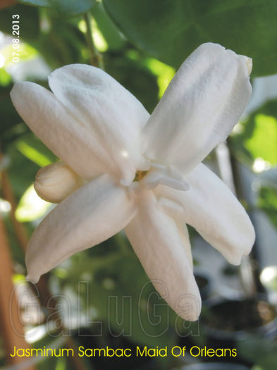 Jasminum Sambac Maid Of Orleans - Sambac Maid Of Orleans