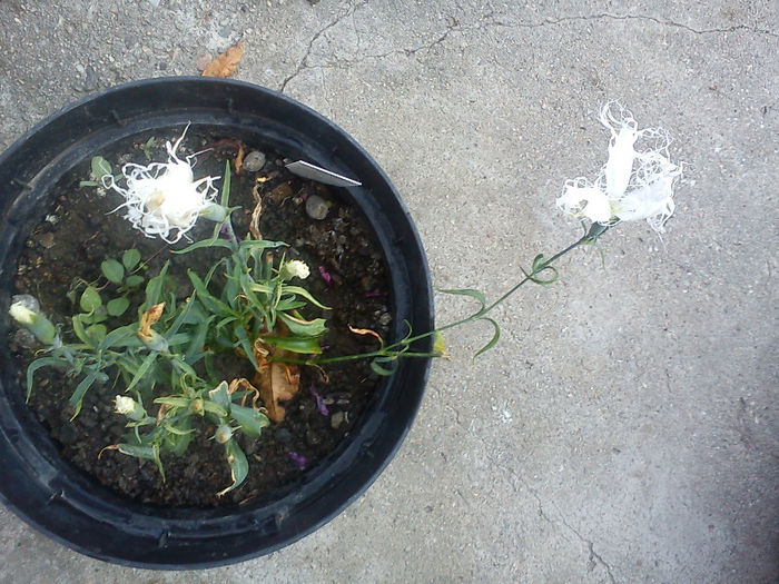 Dianthus Dancing Geisa - Flori din Austria