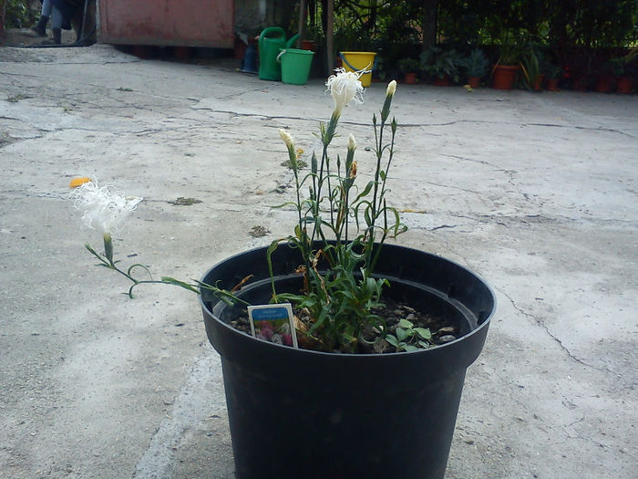 DSC05106 - Flori din Austria