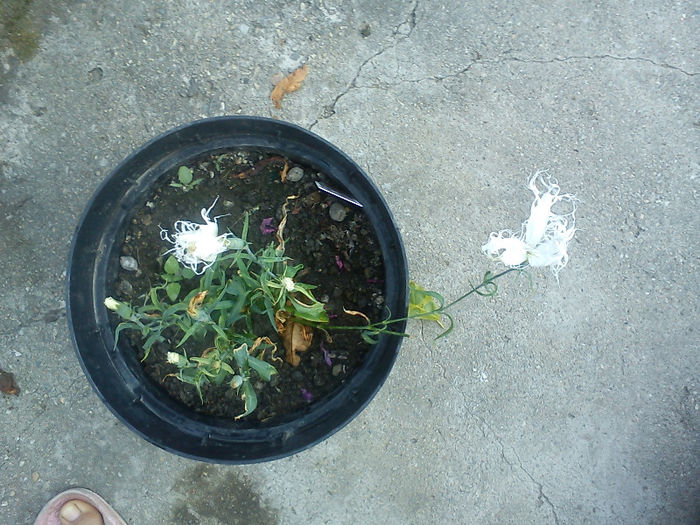 DSC05077 - Flori din Austria