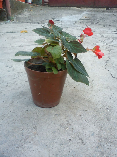 Begonia rosie