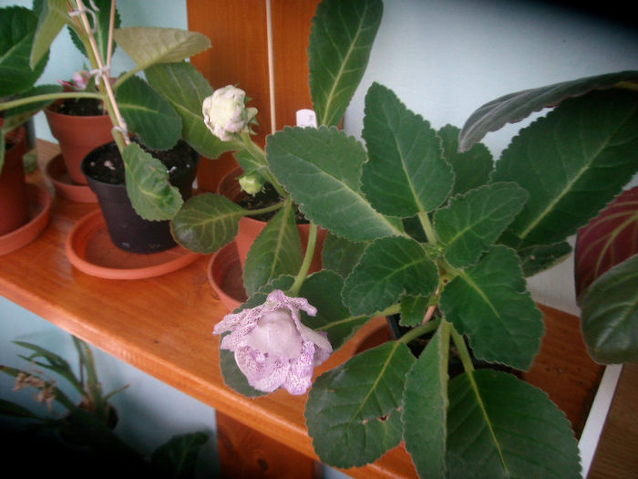 SANY5524 - Gloxinia-2013