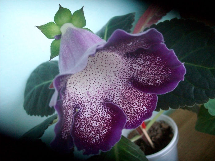 SANY5575 - Gloxinia-2013