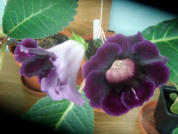 SANY5584 - Gloxinia-2013