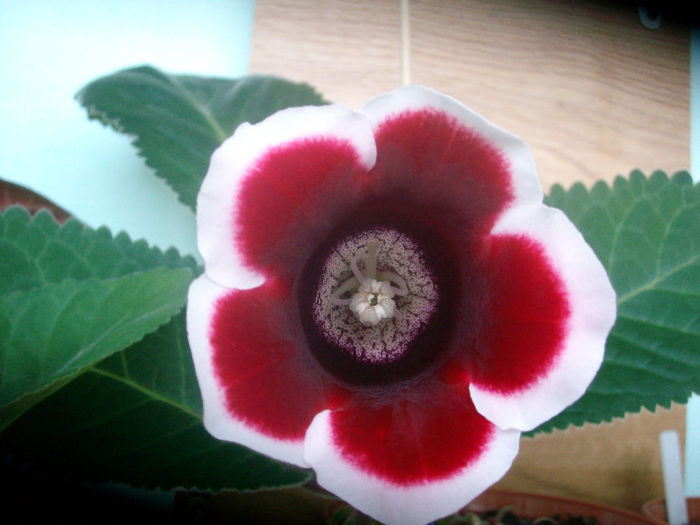 SANY5604 - Gloxinia-2013