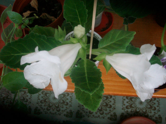 SANY5607 - Gloxinia-2013
