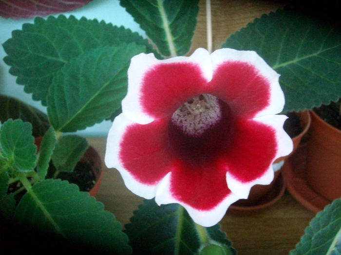 SANY5659 - Gloxinia-2013