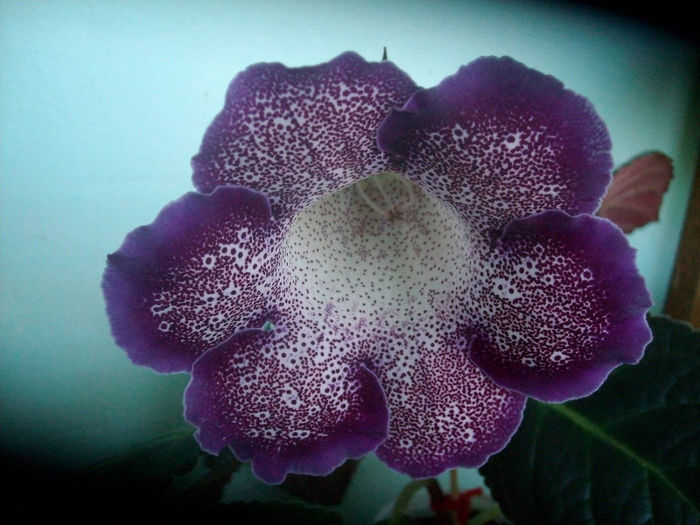 SANY5660 - Gloxinia-2013