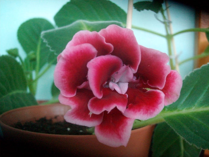 SANY5661 - Gloxinia-2013