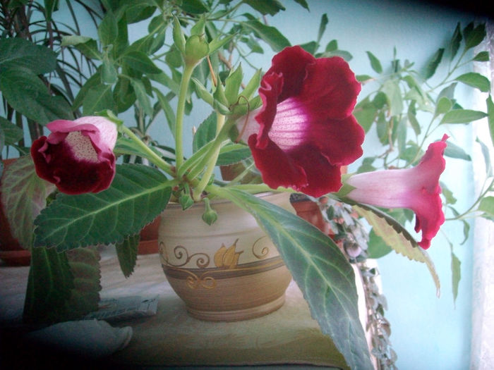 SANY5668 - Gloxinia-2013