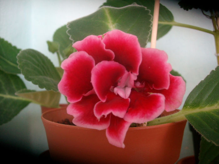 SANY5691 - Gloxinia-2013