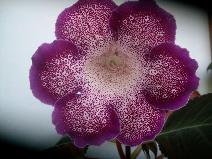 SANY5692 - Gloxinia-2013