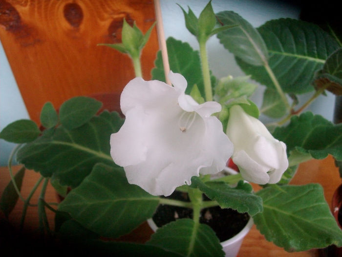 Multumesc Augustina, e minunata.. - Gloxinia-2013