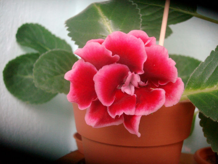 SANY5785 - Gloxinia-2013